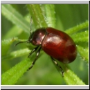 Chrysolina polita - Blattkaefer 02.jpg